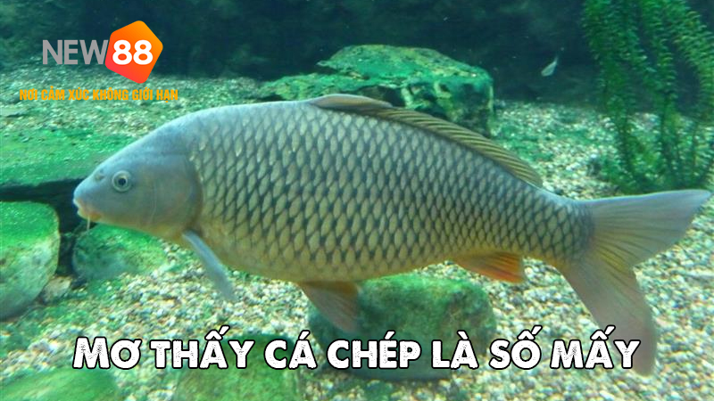 Giải Mã Giấc Mơ Thấy Cá Chép: Khám Phá Bí Ẩn May Mắn Đằng Sau Giấc Mơ 7 Mơ thấy cá chép là số mấy